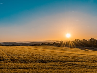 The Golden Cicada - Journey to the West</title>
    <meta name=