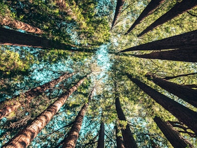 The Seven Sisters of Heaven - Journey to the West</title>
    <meta name=